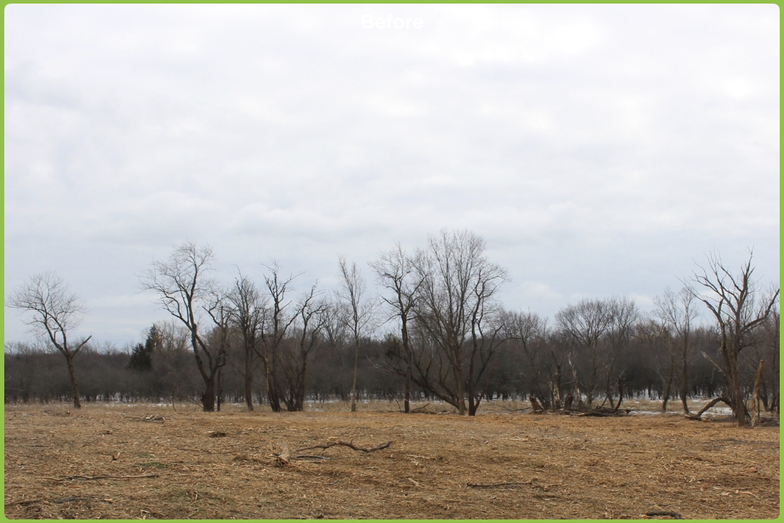 Forest Clearing